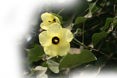 Hibiscus tiliaceus